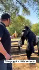 In this viral clip, David Valenz shares a playful and heartwarming moment with a gorilla. The footage captures a unique interaction where the gorilla playfully engages with David, showcasing a rare and touching connection between humans and animals. This delightful encounter highlights the joy of unexpected animal interactions and has quickly become a favorite among viewers. by @mrvechain with Original Sound by mrvechain
