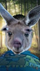 Preview for a Spotlight video that uses the Kangaroo Lens