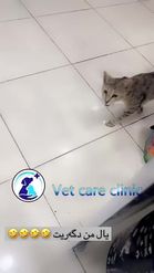 Preview for a Spotlight video that uses the Vet care clinic Lens