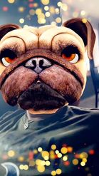 Preview for a Spotlight video that uses the Funny Pug Lens