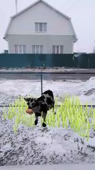 Preview for a Spotlight video that uses the Cow Abduction Lens