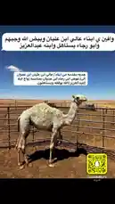 شاهد هذا الفيديو المذهل من خليفة عيد لتعلم كيفية رعاية الإبل في البيئة الصحراوية. يعرض المشاهد حيوان الإبل في مزرعة مغلقة تحت سماء صافية، مع نصائح عملية حول العناية بالحيوانات. استخدم هذه المعلومات لتحسين معرفتك في تربية الإبل. by @kh-p19 with kh-p19 by Original Sound