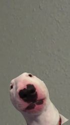 Preview for a Spotlight video that uses the Walter Pup Meme Lens