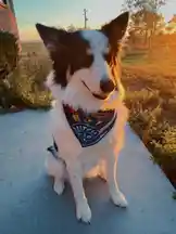 🐶❤️‍🩹 by @dav.isheather1 with original sound