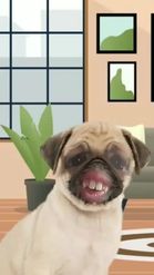 Preview for a Spotlight video that uses the Sad Pug Lens
