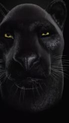 Preview for a Spotlight video that uses the Panther Lens