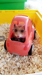 Preview for a Spotlight video that uses the Hamster Driving Lens
