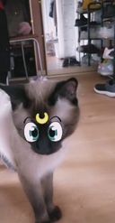 Preview for a Spotlight video that uses the Sailor Moon Cat Lens