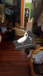 Preview for a Spotlight video that uses the Treadmill Duck Lens
