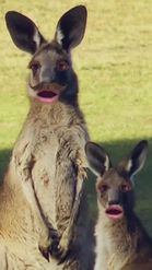 Preview for a Spotlight video that uses the Funny Kangaroo Lens