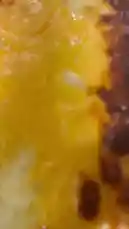 Video by @leonzegourmand with original sound