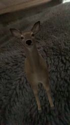 Preview for a Spotlight video that uses the Deer Female Lens