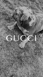 Preview for a Spotlight video that uses the gucci text Lens