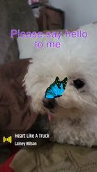Preview for a Spotlight video that uses the butterfly w pets Lens