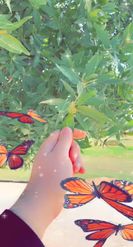 Preview for a Spotlight video that uses the dreamier butterfly Lens