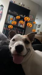 Preview for a Spotlight video that uses the halloween pumpkins Lens