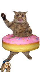 Preview for a Spotlight video that uses the Donut Cat Lens