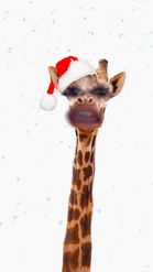 Preview for a Spotlight video that uses the Christmas Giraffe Lens