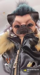 Preview for a Spotlight video that uses the Funny Pug Lens