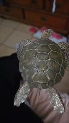 Preview for a Spotlight video that uses the Green Sea Turtle Lens