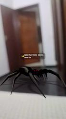 Preview for a Spotlight video that uses the Spider Lens
