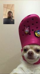 Preview for a Spotlight video that uses the Croc Dog facetime Lens
