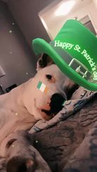 Preview for a Spotlight video that uses the St Patricks Day Lens