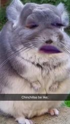 Preview for a Spotlight video that uses the Chinchilla Face Lens