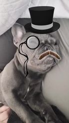 Preview for a Spotlight video that uses the POSH PETS Lens