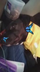 Preview for a Spotlight video that uses the butterflies 4 pets Lens
