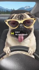Preview for a Spotlight video that uses the Pug Driver Lens