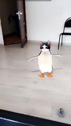 Preview for a Spotlight video that uses the Cat Penguin Lens