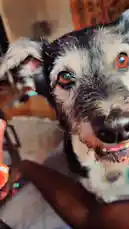 A close-up shot captures a black and white dog with wet fur, looking directly at the camera. The dog's mouth is open, showing its teeth and tongue, as if panting or smiling. In the background, a person can be heard singing affectionately, 'Say baby boy,' creating a heartwarming moment between pet and owner. by @ford_fetti with Original Sound by ford_fetti