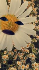 Preview for a Spotlight video that uses the Chamomile Flowers Lens