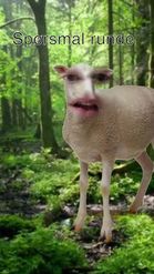 Preview for a Spotlight video that uses the Sheep Lens