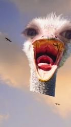 Preview for a Spotlight video that uses the Screaming Ostrich Lens