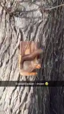 Ekorrens mat av @sommarkattens med originalljud