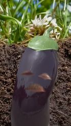 Preview for a Spotlight video that uses the Eggplant Face Lens