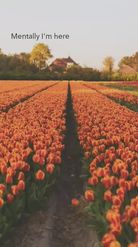 Preview for a Spotlight video that uses the Tulip Field Lens