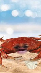 Preview for a Spotlight video that uses the Crab Head Lens