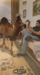 Preview for a Spotlight video that uses the Desert Camel Lens