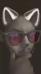 Preview for a Spotlight video that uses the Wolf in Glasses Lens
