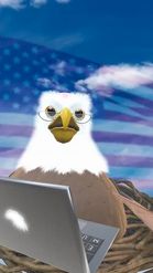 Preview for a Spotlight video that uses the Bald Eagle Lens