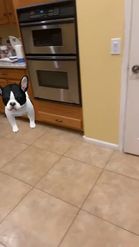 Preview for a Spotlight video that uses the Bulldog Puppy Lens