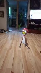 Preview for a Spotlight video that uses the Turkey Macarena Lens