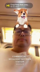 Preview for a Spotlight video that uses the Funny Corgi Lens