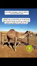 Watch a serene moment on Khalifa Eid's camel farm under a clear blue sky. This tranquil scene features a healthy camel standing calmly within its enclosure, embodying the peaceful life of traditional livestock care. The Arabic text overlay highlights the importance of faith and gratitude, connecting cultural values with daily farm life. by @kh-p19 with kh-p19 by Original Sound