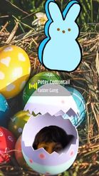Preview for a Spotlight video that uses the Easter Egg Lens