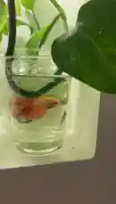 Video by @home_garden3 with original sound