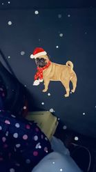 Preview for a Spotlight video that uses the Holiday Pugdog Lens
